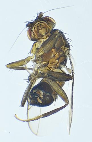 Réf. 279 245 : Limosininae inconnu